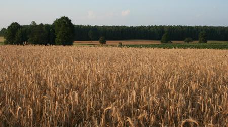 okoliczne pola – Grunwald, Polska