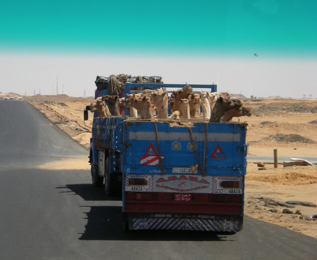 Camel Travel