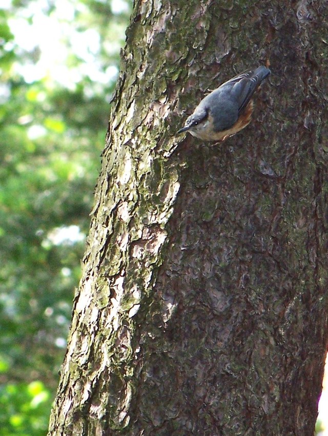 Kowalik, zamieszkały w Parku Krajobrazowym "Cysterskie Kompozycje Rud Wielkich" na skraju Żor.