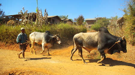 Birma 611 – Kalaw