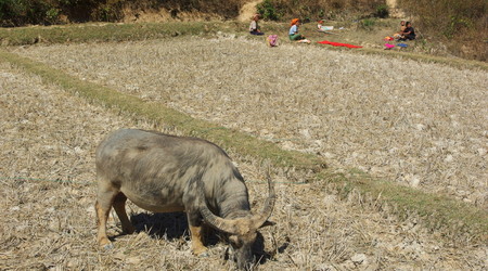 Imgp3908 – Kalaw, Birma