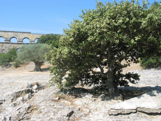 Prowansja - akwedukt Pont du Gard
