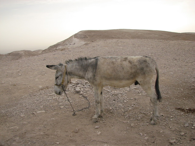 Dobrobyt