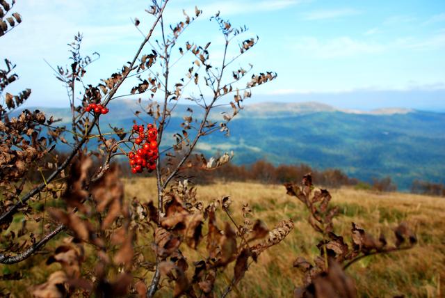 Połoniny w koralach z jarzębin
