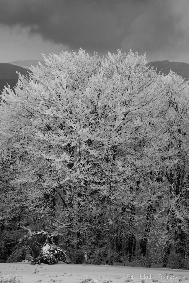 Bieszczady