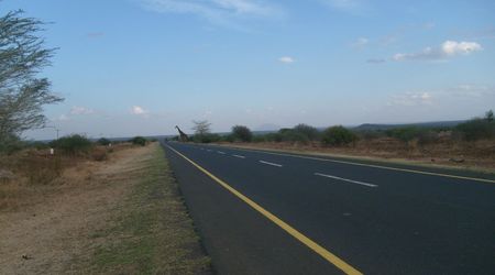 Żyrafa na przejściu – Tanzania