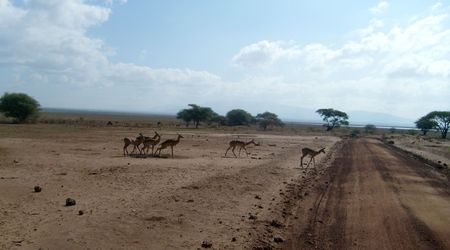 Impale – Tanzania