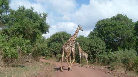 Żyrafy – Tanzania
