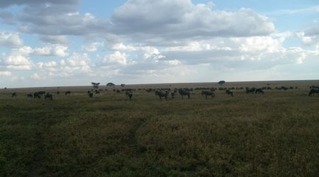 Antylopy gnu – Tanzania