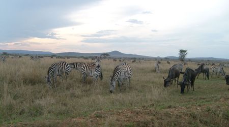 Zebry – Tanzania
