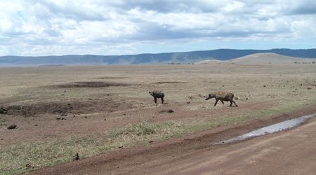 Hieny – Tanzania