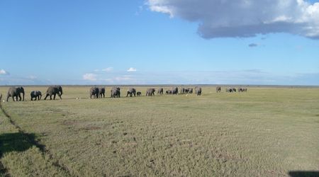 Stado słoni w Amboseli – Kenia