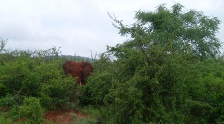 Obserwator – Kenia