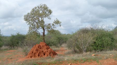 Kopiec termitów – Kenia
