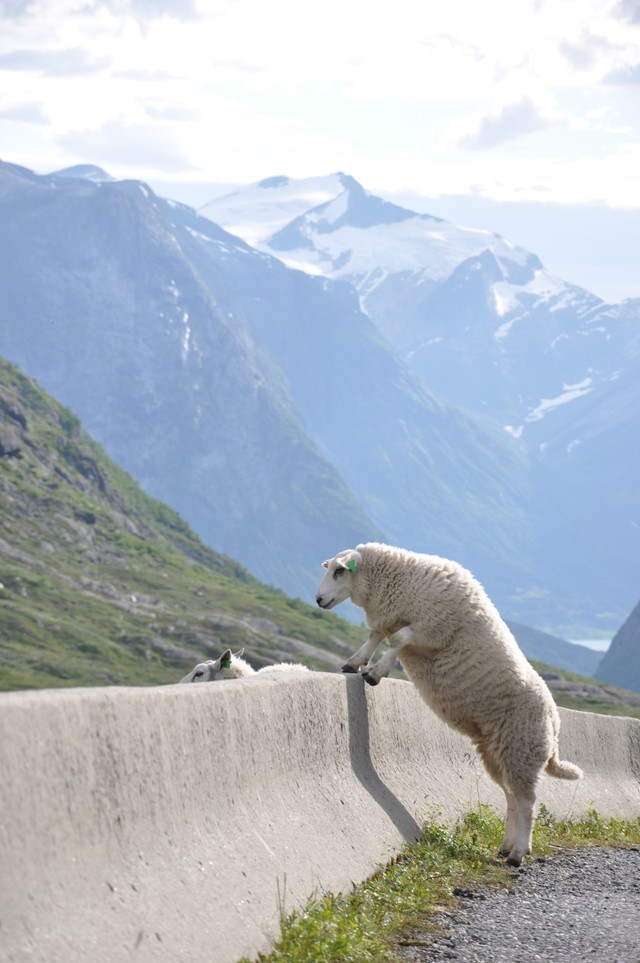Norweskie owieczki