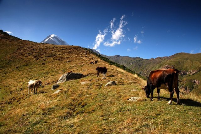 Kazbegi...
