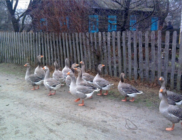 Wielika Głusza
