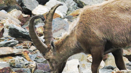 koziorożec alpejski, on – Mont blanc, Francja