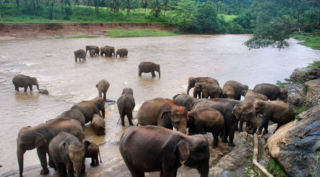 Sri Lanka
