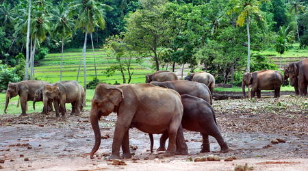 Sri Lanka