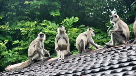 Sri Lanka