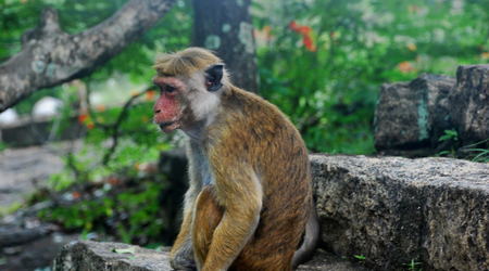 Sri Lanka