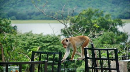 Sri Lanka
