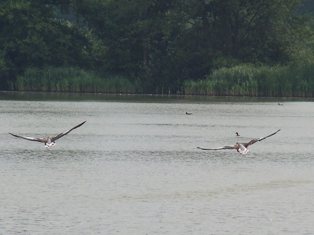 Gęsi gęgawy w locie, w rezerwacie Łężczok między Raciborzem a Babicami