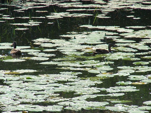 Dwie kaczki krzyżówki w rezerwacie Łężczok pod Raciborzem