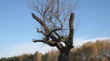 79 – Jachranka, Polska