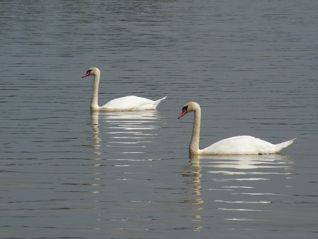 Rezerwat Łężczok pod Raciborzem