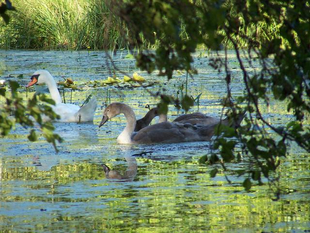 Łabędź niemy w rezerwacie Łężczok pod Raciborzem