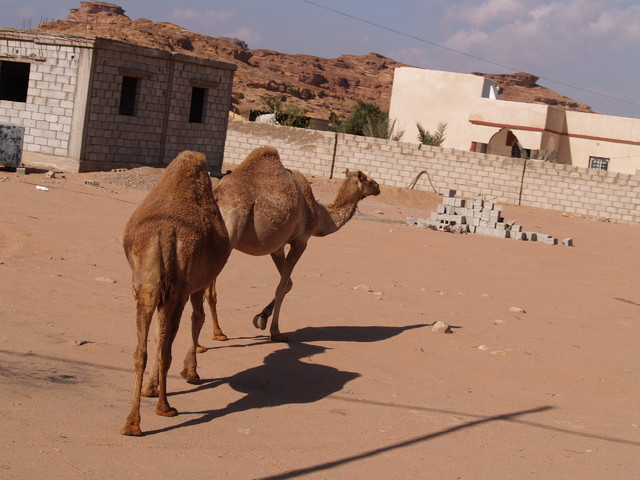Pustynia Wadi Rum 