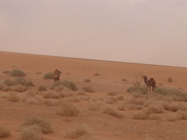 Pustynia Wadi Rum 