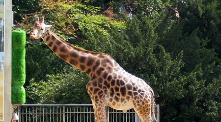 Lyon park Tete dOr zoo żyrafa – Francja