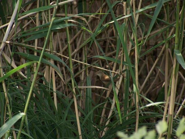 Rezerwat Łeżczok pod Raciborzem