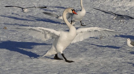 Labądź na lodzie – Gdańsk, Polska
