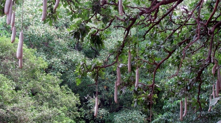 małpi chleb – Lake manyara, Tanzania