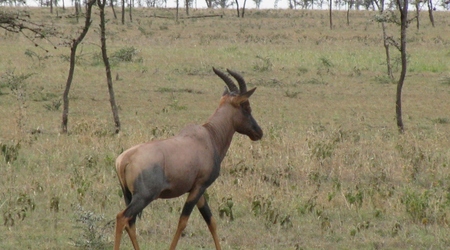 antylopa topi? – Serengeti, Tanzania