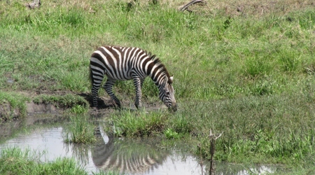 pijąca zebra – Serengeti, Tanzania