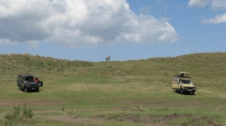 zebra na zwiadach – Ngorongoro, Tanzania