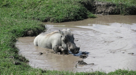 i fajnie w błotku – Ngorongoro, Tanzania