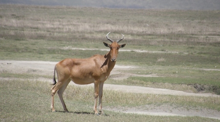 antylopa krowia – Ngorongoro, Tanzania