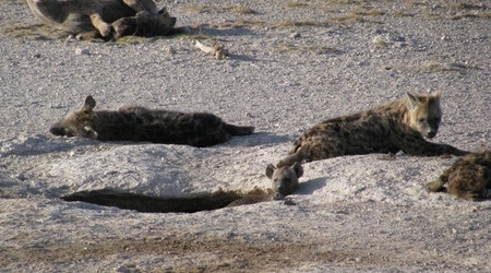 rodzinka – Amboseli, Kenia