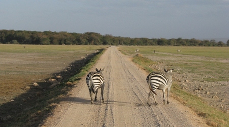zebry w Amboseli – Kenia