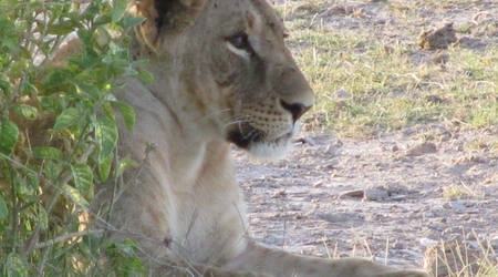 lwica – Amboseli, Kenia