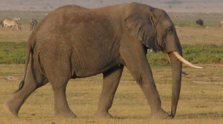 słoń – Amboseli, Kenia