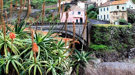 Ribeira i kaktusy – Ribeira da Janela, Portugalia