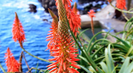 Kwitnące kaktusy – Funchal, Portugalia