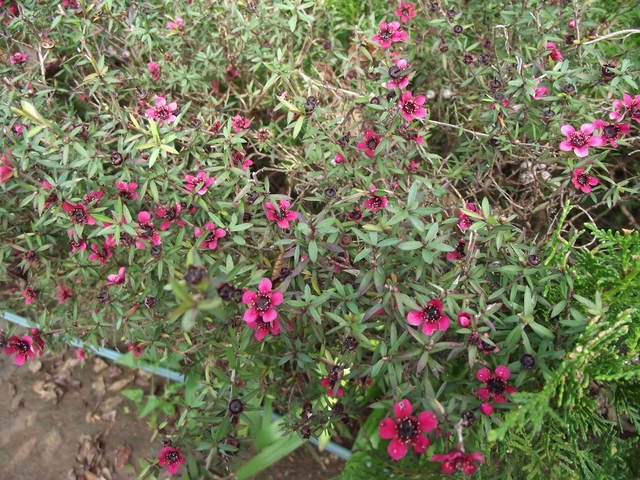 Madera   01 2011 089